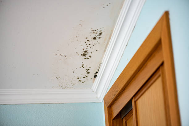 Best Attic Mold Removal  in Grottoes, VA