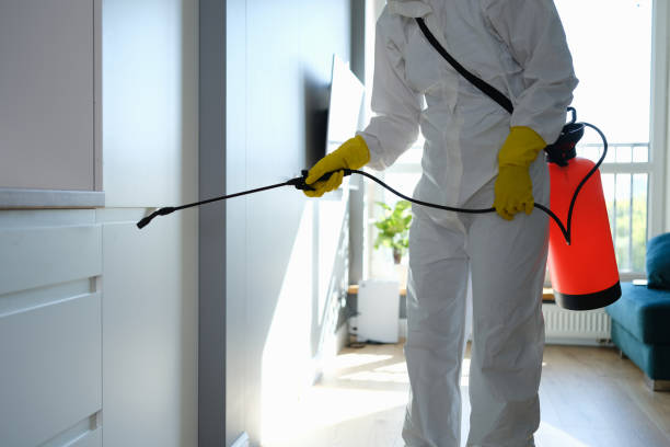 Best Mold Removal Company Near Me  in Grottoes, VA