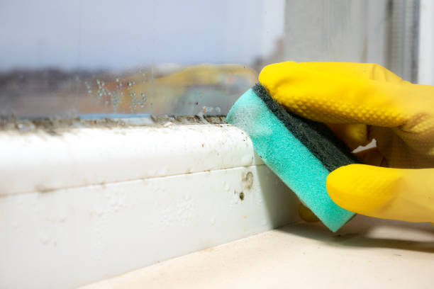 Best Attic Mold Removal  in Grottoes, VA