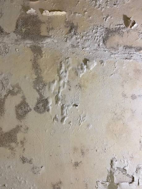 Best Fast Mold Removal  in Grottoes, VA