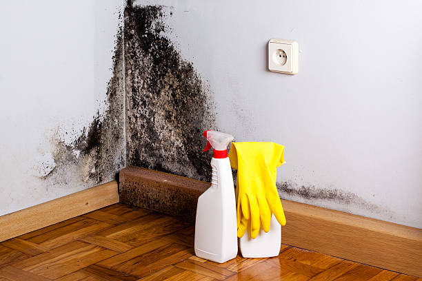 Best Mold Remediation Experts  in Grottoes, VA