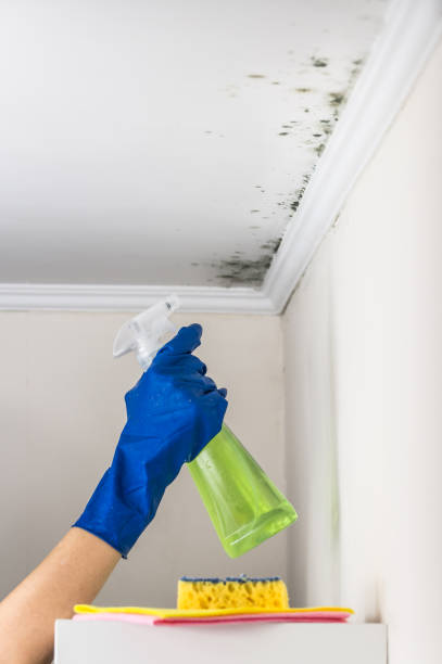 Best Same-Day Mold Removal  in Grottoes, VA