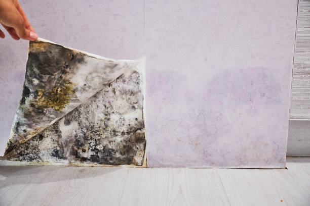 Best Mold Cleaning Services  in Grottoes, VA